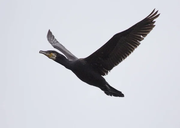 Cormorano grande (Phalacrocorax carbo) — Foto Stock