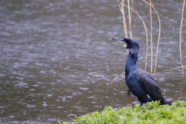 Velký kormorán (Phalacrocorax carbo) — Stock fotografie