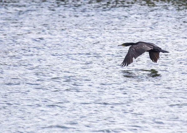 大角羚(Phalacrocorax carbo)) — 图库照片