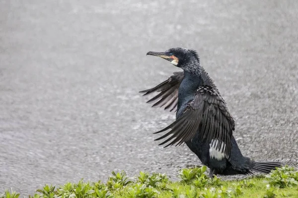 Grote aalscholver (Phalacrocorax carbo)) — Stockfoto