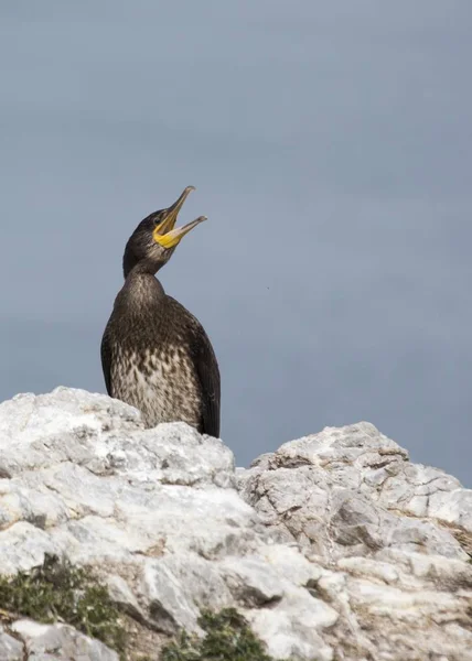 Большой баклан (Phalacrocorax carbo) — стоковое фото