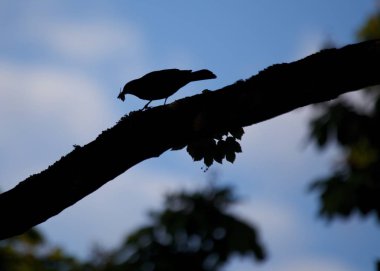 Kara Kuş (Turdus merula)