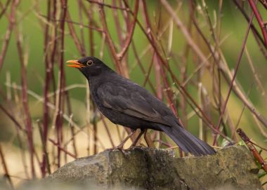 Kara Kuş (Turdus merula)
