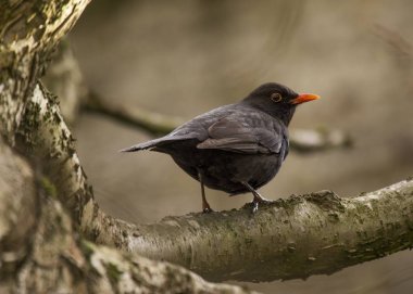 Kara Kuş (Turdus merula)