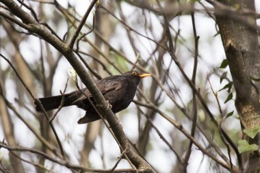 Kara Kuş (Turdus merula)