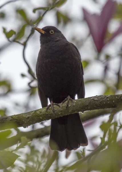 Blackbird (Turdus Merula) — Stock Photo, Image