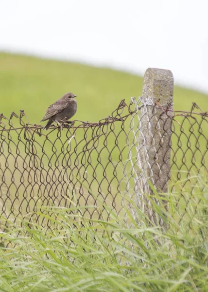 Pássaro-preto (Turdus merula) — Fotografia de Stock