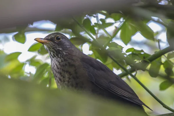 Merlo (Turdus merula) — Foto Stock