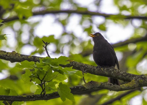 Amsel (Turdus merula)) — Stockfoto