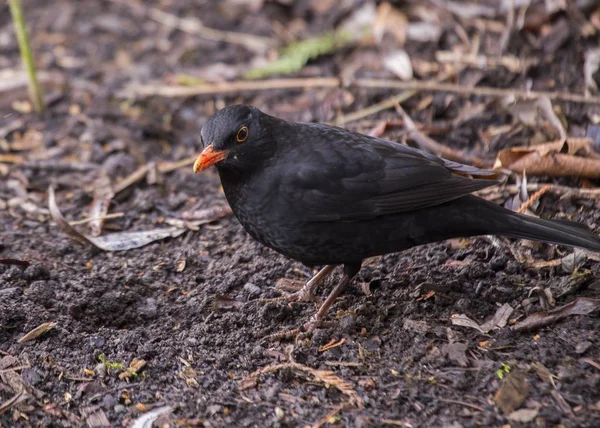 Kosovití (Turdus merula) — Stock fotografie