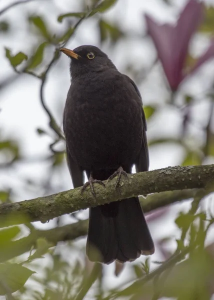 Kosovití (Turdus merula) — Stock fotografie