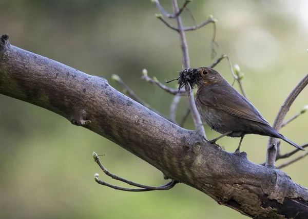 Merlo (Turdus merula) — Foto Stock