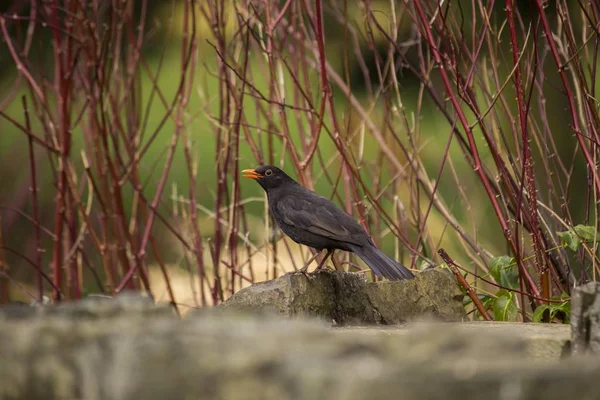 Pássaro-preto (Turdus merula) — Fotografia de Stock