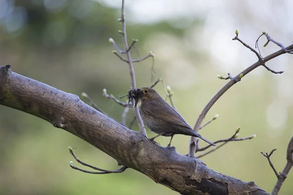 Bladvogel (Turdus merula)) — Stockfoto