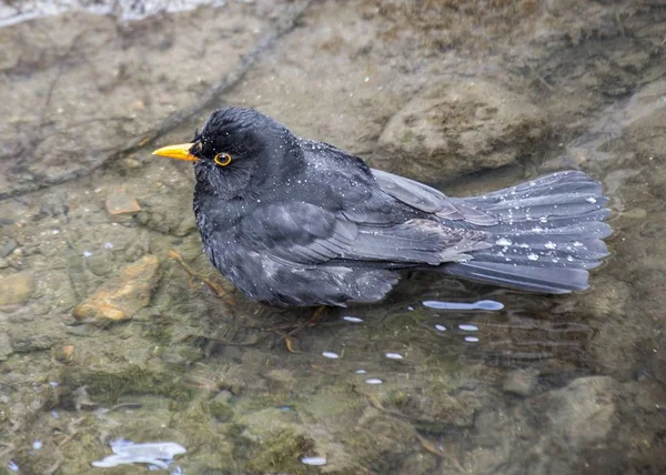 Blåsfåglar (Turdus merula)) — Stockfoto