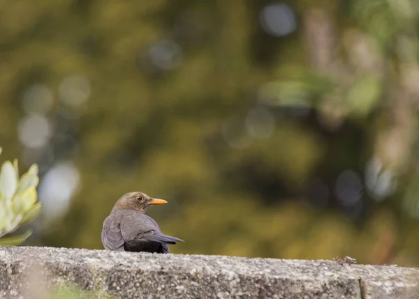 Pássaro-preto (Turdus merula) — Fotografia de Stock