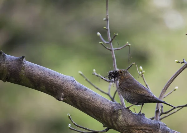 Blackbird (Turdus Merula) — Stock Photo, Image