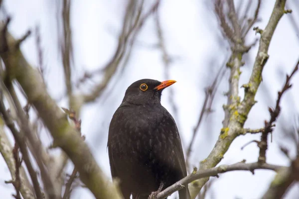 Kosovití (Turdus merula) — Stock fotografie