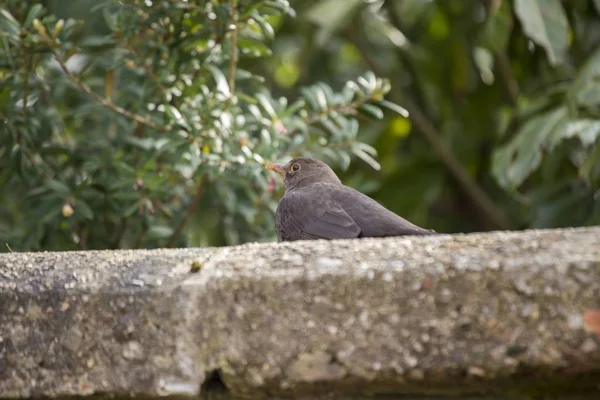 Pássaro-preto (Turdus merula) — Fotografia de Stock