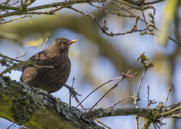 Blackbird (Turdus Merula) — Stock Photo, Image