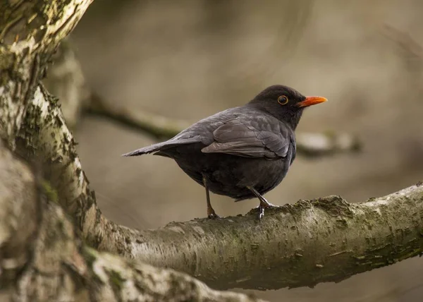 Kosovití (Turdus merula) — Stock fotografie