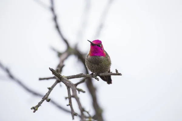 Beija-flor da Anna (Calypte anna ) — Fotografia de Stock