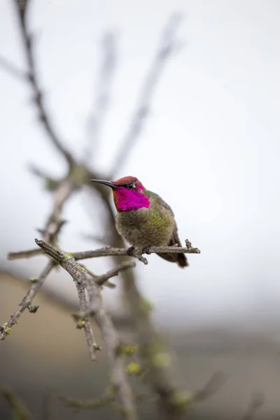 Hummingbird Άννας (calypte Άννα) — Φωτογραφία Αρχείου