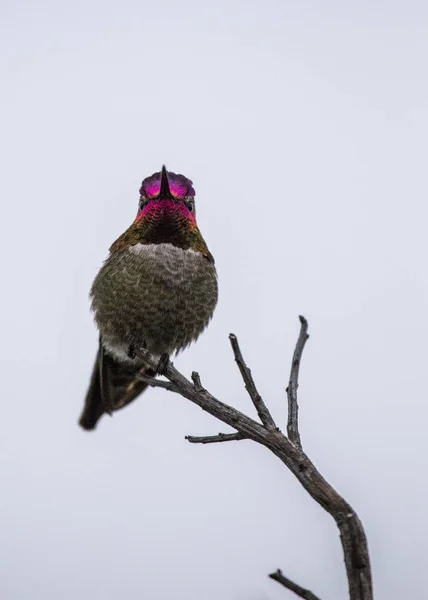 Hummingbird Άννας (calypte Άννα) — Φωτογραφία Αρχείου