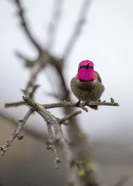 Anna's hummingbird (Calypte anna) — Stock Photo, Image