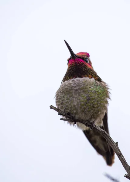 Beija-flor da Anna (Calypte anna ) — Fotografia de Stock