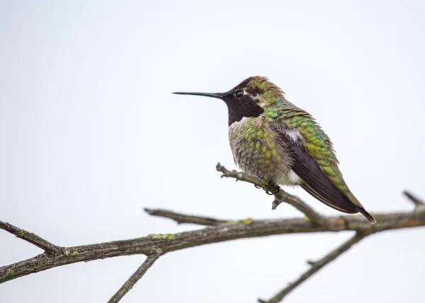 Beija-flor da Anna (Calypte anna ) — Fotografia de Stock