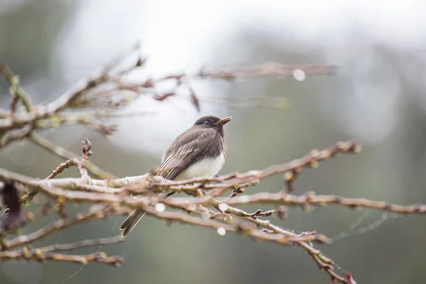 Black Phoebe (Sayornis nigricans) — Stock Photo, Image