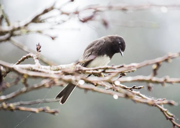 Phoebe preto (sayornis nigricans ) — Fotografia de Stock