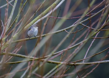 Sarı popolu Warbler (setophaga coronata)