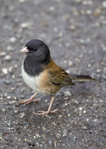 Junco de olhos escuros (Junco hyemalis ) — Fotografia de Stock