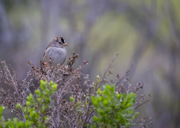 White-Crowned Sparrow (Zonotrichia leucophrys) — Stock Photo, Image