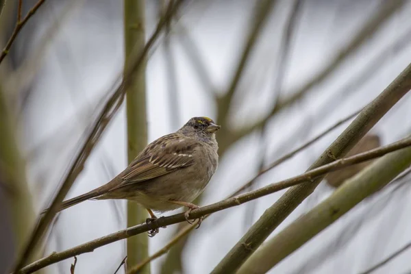 Pardal-de-coroa-branca (zonotrichia leucophrys) — Fotografia de Stock