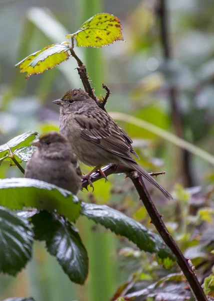 Sarı popolu Warbler (setophaga coronata) — Stok fotoğraf