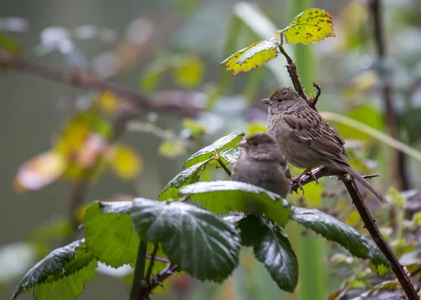 黄斑莺(setophaga coronata)) — 图库照片