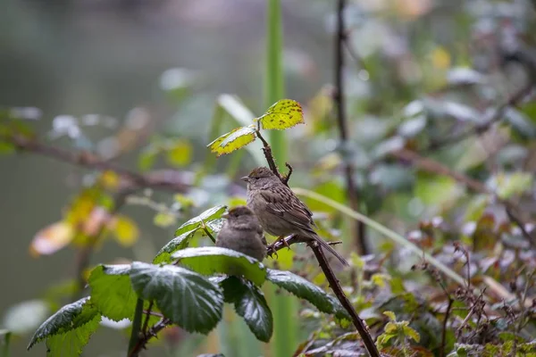 Yellow-rumped Warbler (Setophaga coronata) — Stock Photo, Image