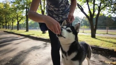 Sahipleri tarafından el husky köpek besleme
