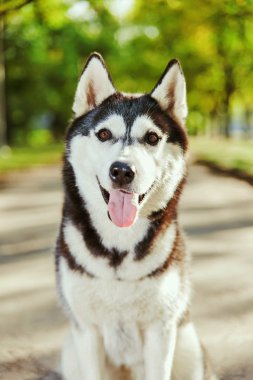Bir gülümseme ile portre Husky köpek