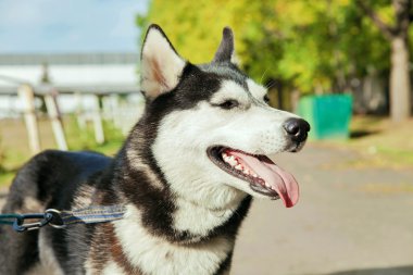 Bir gülümseme ile portre Husky köpek