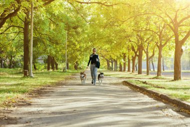 İki köpek Husky parkta yürüyüş ile genç kız