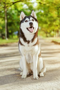 Bir gülümseme ile portre Husky köpek