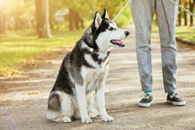 Bir gülümseme ile portre Husky köpek