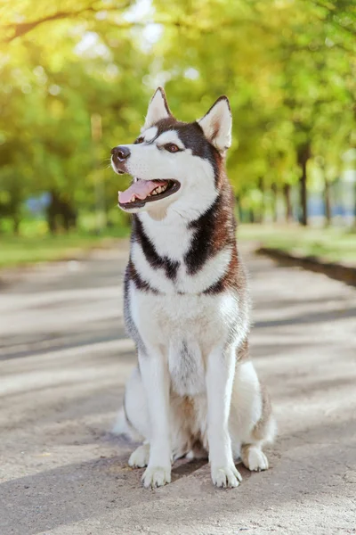 Retrato Cão Husky com um sorriso — Fotografia de Stock