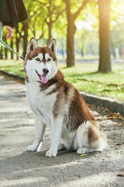 Retrato Cão Husky com um sorriso — Fotografia de Stock