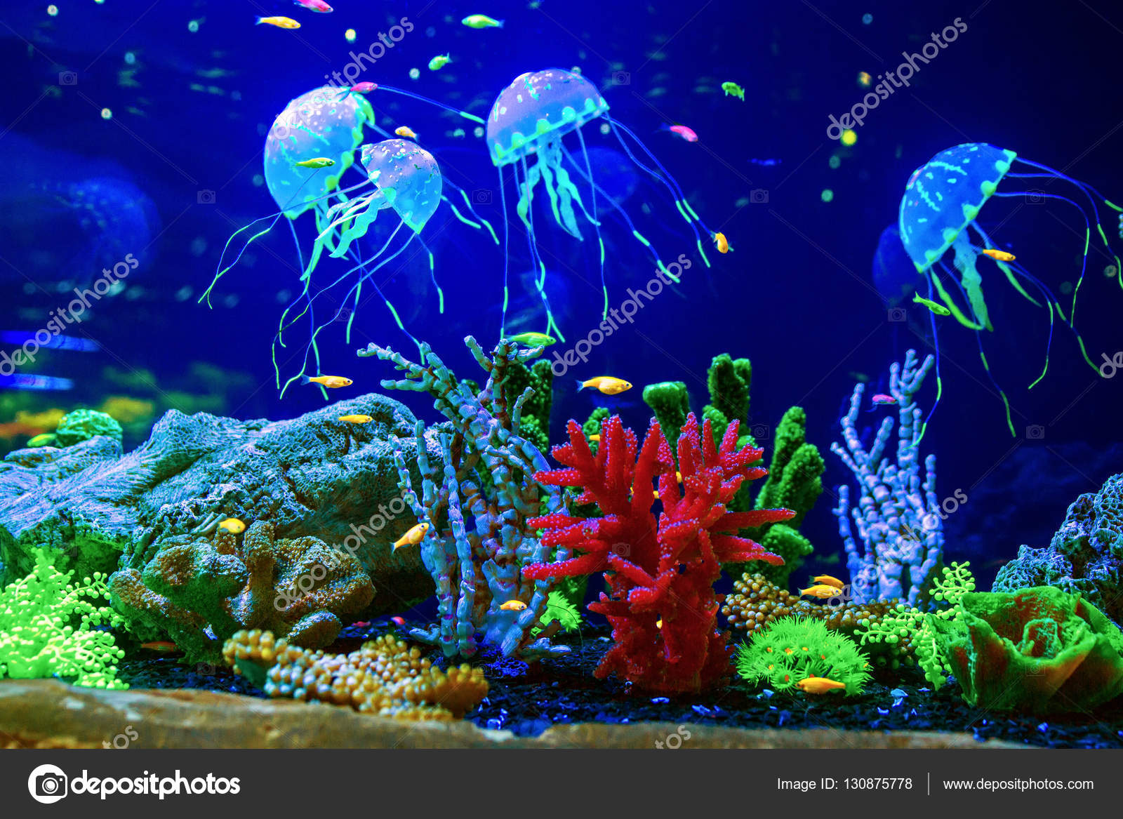美しいクラゲ水族館のクラゲ ストック写真 C Dezay