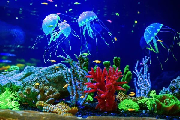 Meduze frumoase meduza în acvariu — Fotografie, imagine de stoc